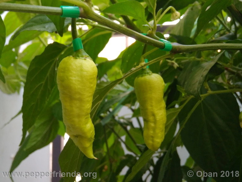 bengle-naga_002_frutto_02.jpg