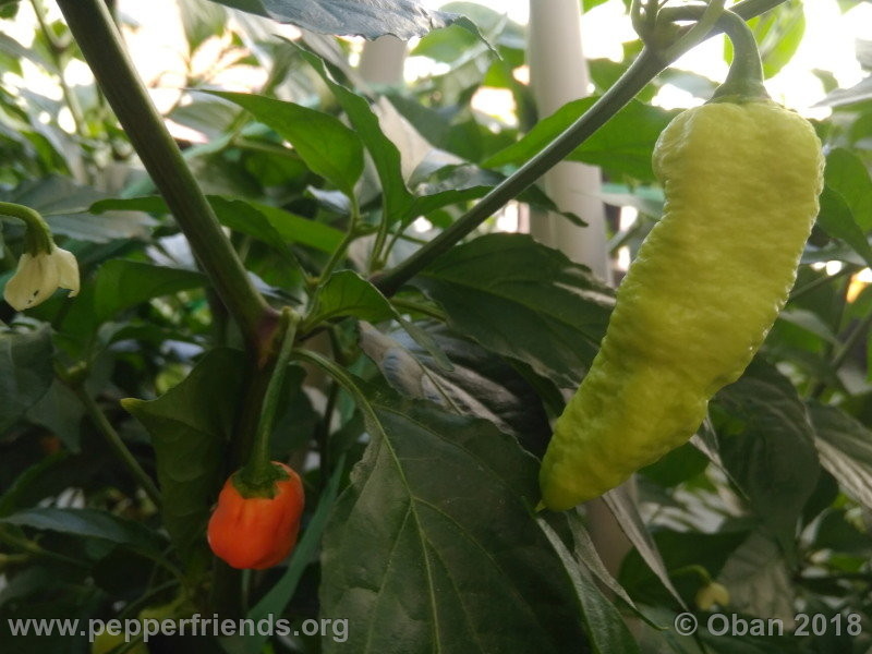 bengle-naga_002_frutto_03.jpg