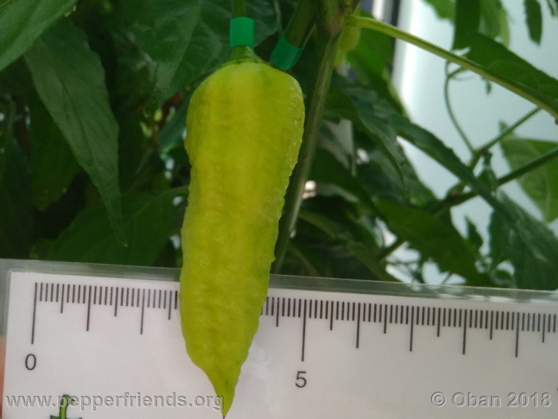 bengle-naga_002_frutto_04.jpg
