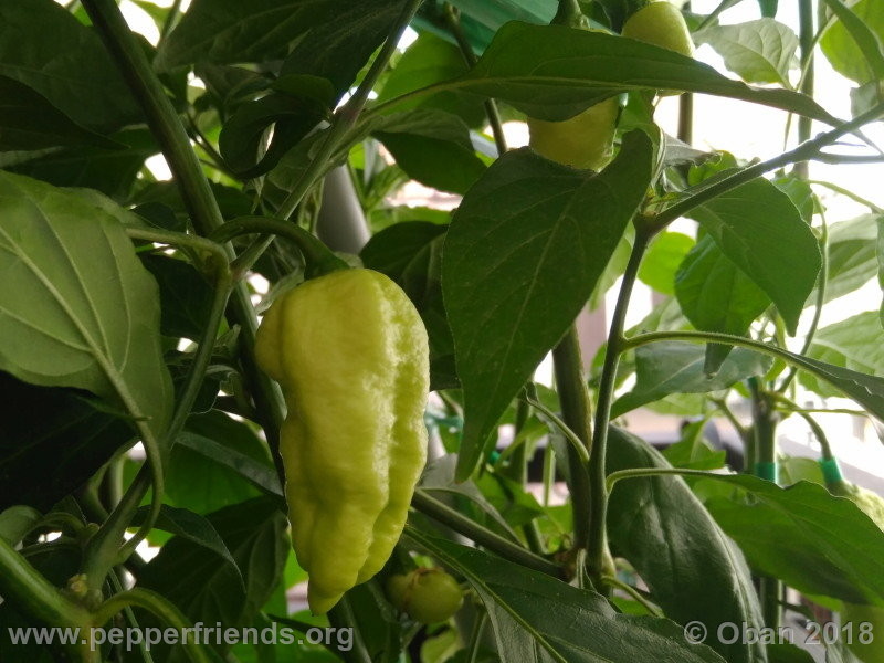 bengle-naga_002_frutto_05.jpg