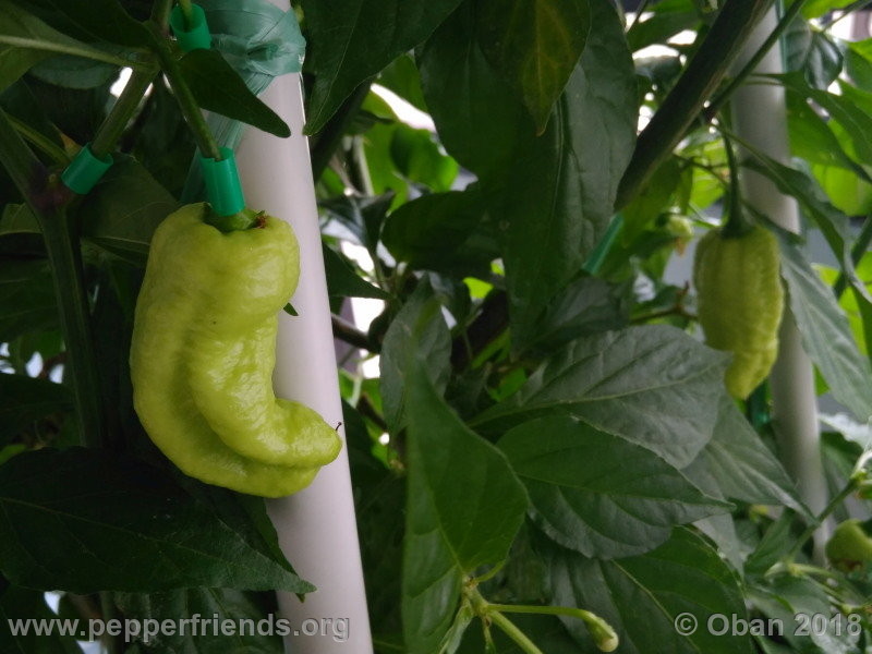 bengle-naga_002_frutto_06.jpg
