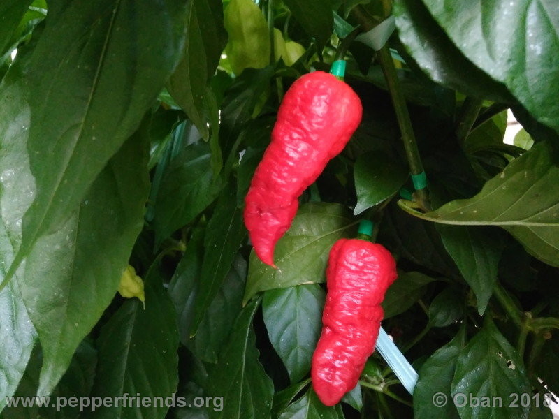 bengle-naga_002_frutto_07.jpg