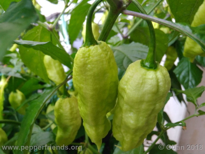 bengle-naga_002_frutto_08.jpg
