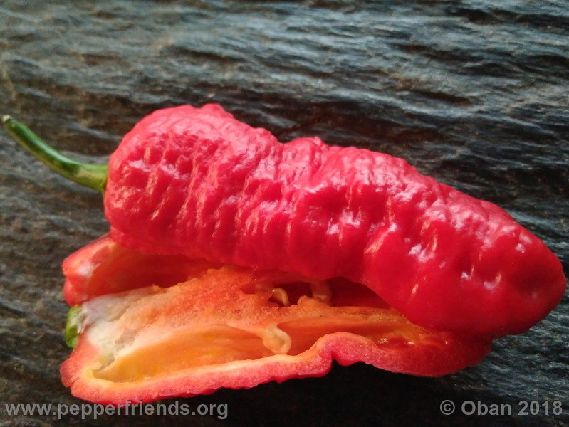 bengle-naga_002_frutto_11.jpg