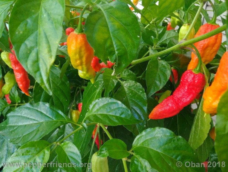 bengle-naga_002_frutto_13.jpg