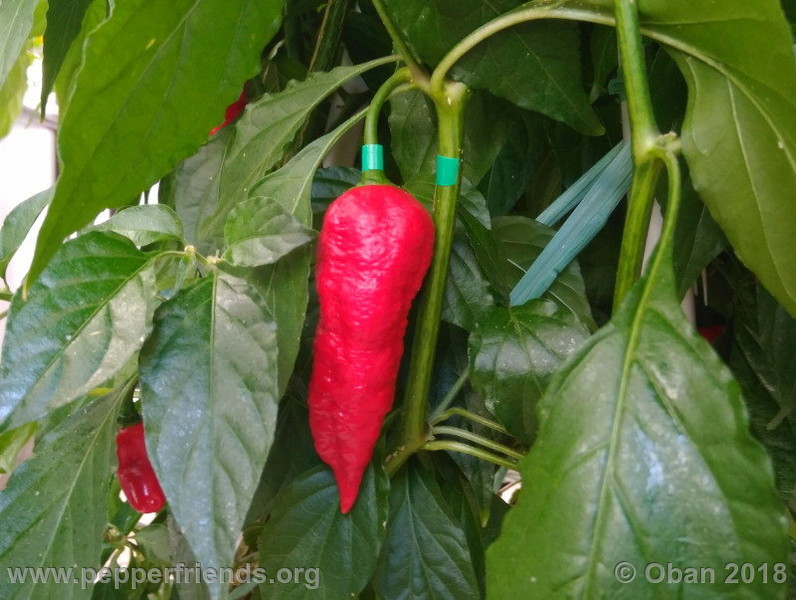 bengle-naga_002_frutto_14.jpg