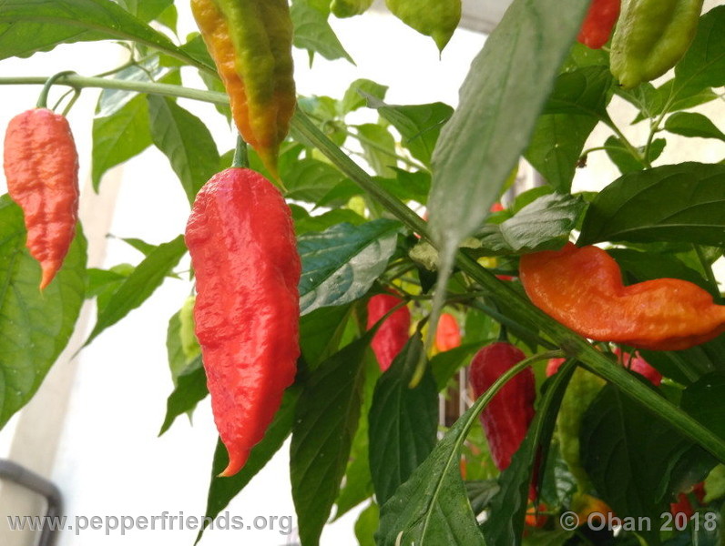 bengle-naga_002_frutto_15.jpg