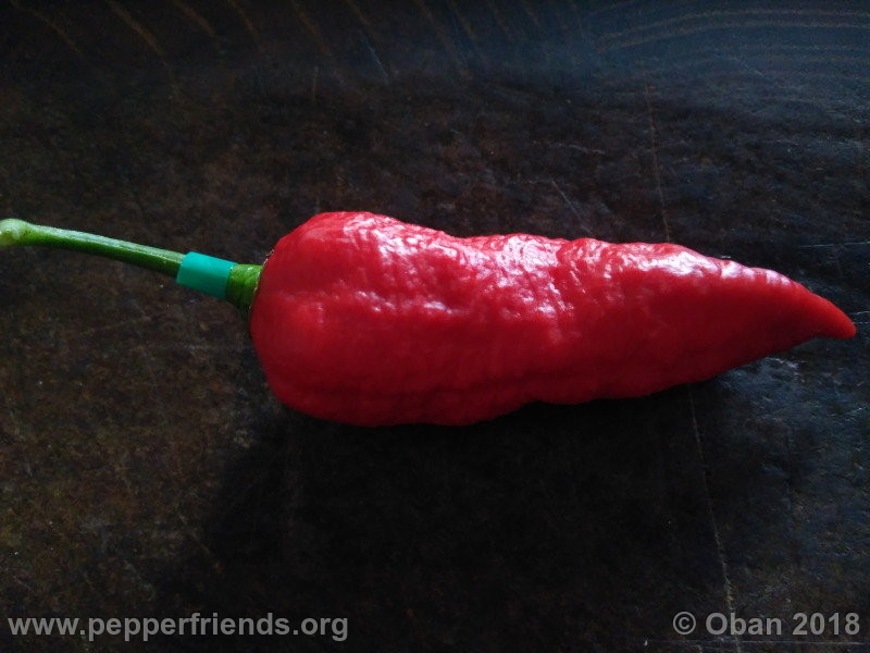 bengle-naga_002_frutto_16.jpg