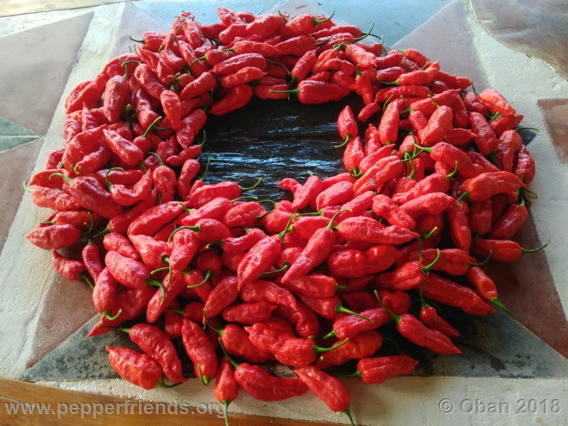 bengle-naga_002_frutto_18.jpg