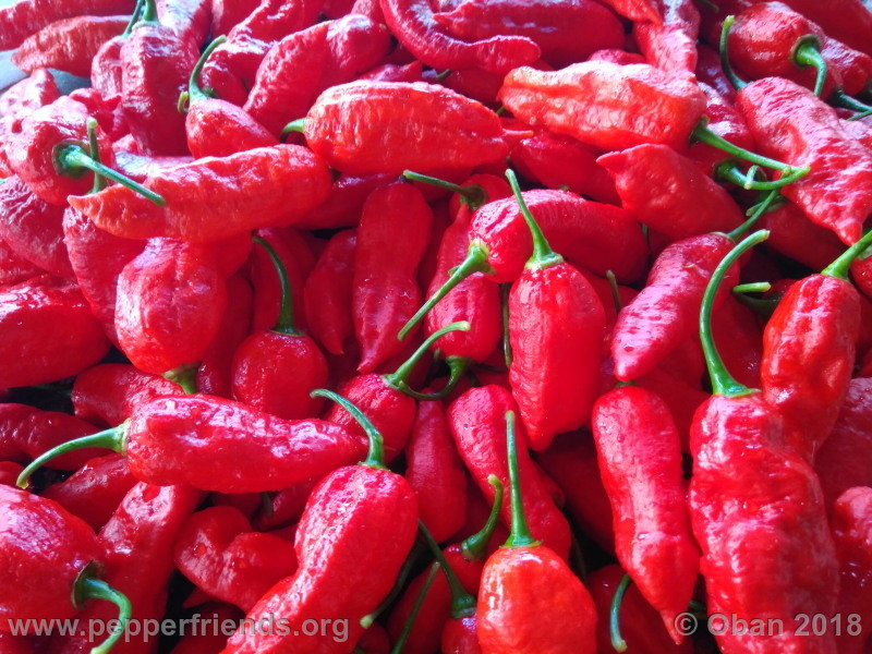 bengle-naga_002_frutto_20.jpg