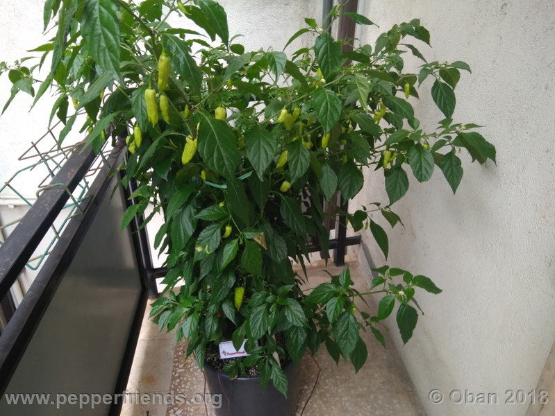 bengle-naga_002_pianta_05.jpg
