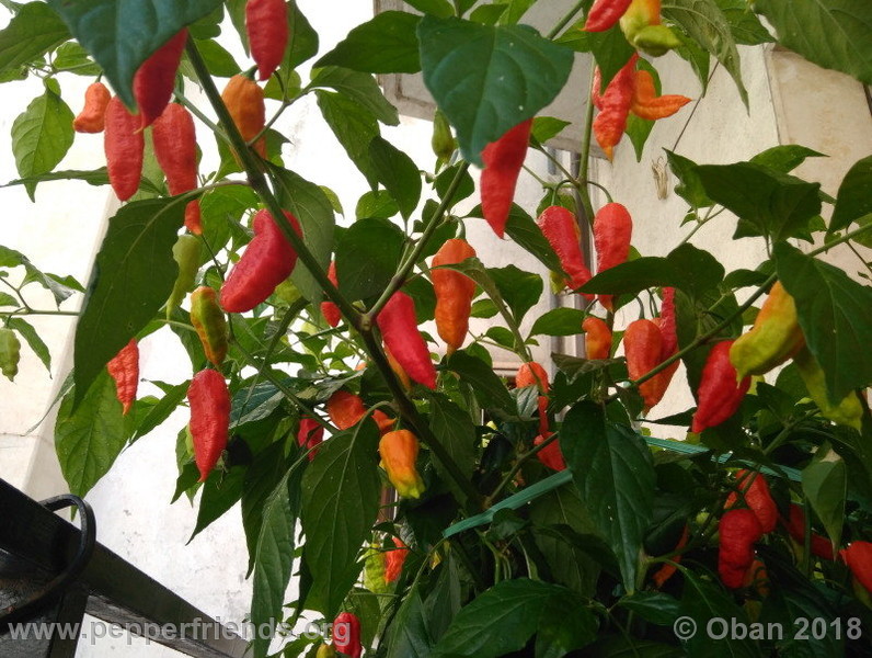 bengle-naga_002_pianta_09.jpg