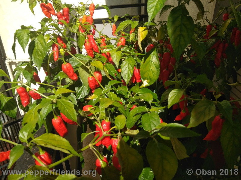 bengle-naga_002_pianta_11.jpg