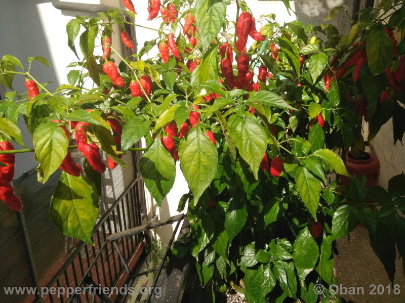 bengle-naga_002_pianta_12.jpg
