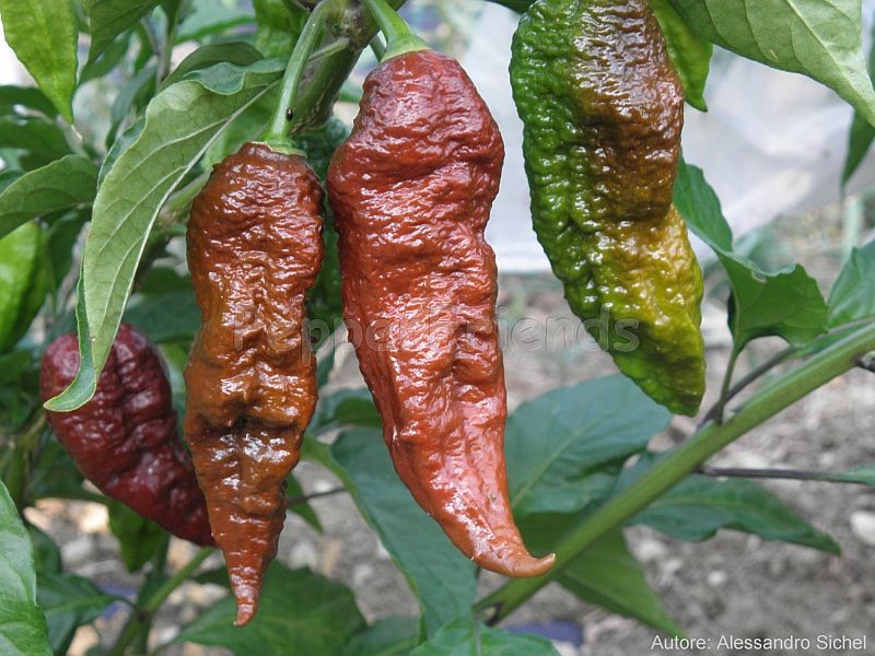 Bhut Jolokia Chocolate