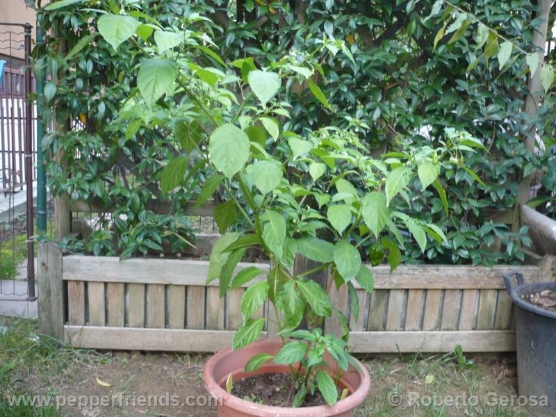 bhut-chocolate_002_pianta_02.jpg