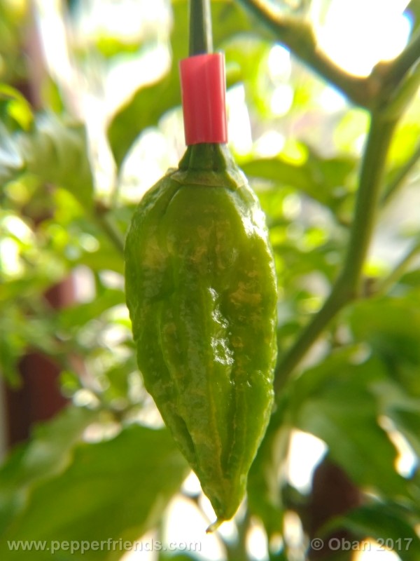 bhut-jolokia-chocolate_003_frutto_04.jpg