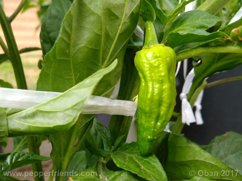 bhut-jolokia-chocolate_003_frutto_05.jpg