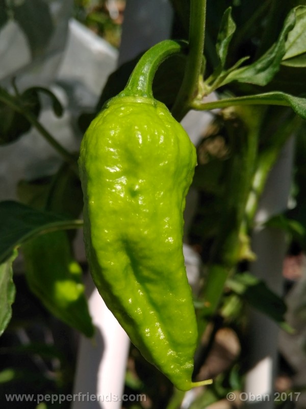 bhut-jolokia-chocolate_003_frutto_06.jpg