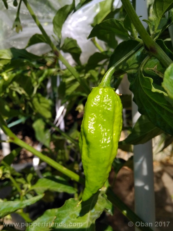 bhut-jolokia-chocolate_003_frutto_07.jpg