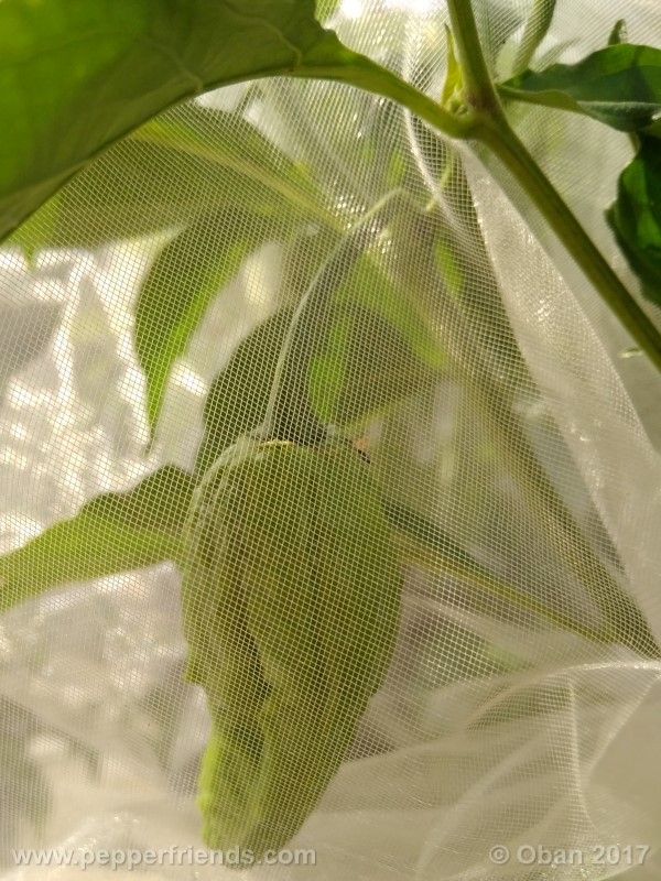 bhut-jolokia-chocolate_003_frutto_08.jpg