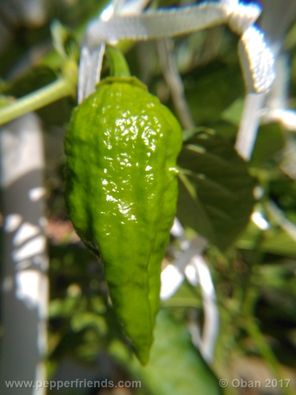 bhut-jolokia-chocolate_003_frutto_09.jpg