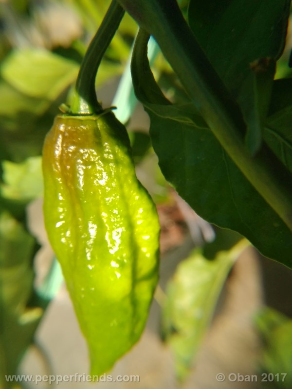 bhut-jolokia-chocolate_003_frutto_10.jpg