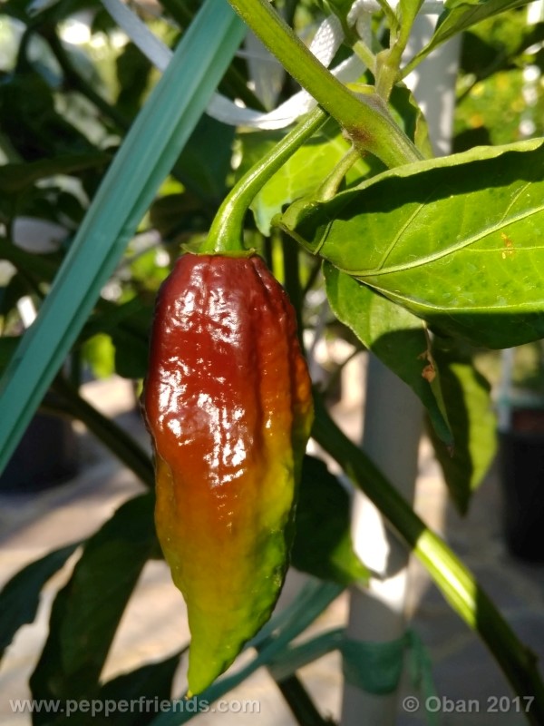 bhut-jolokia-chocolate_003_frutto_11.jpg
