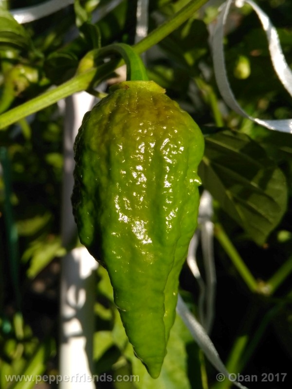 bhut-jolokia-chocolate_003_frutto_12.jpg