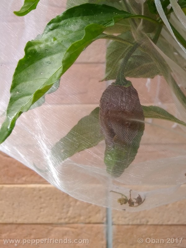 bhut-jolokia-chocolate_003_frutto_13.jpg