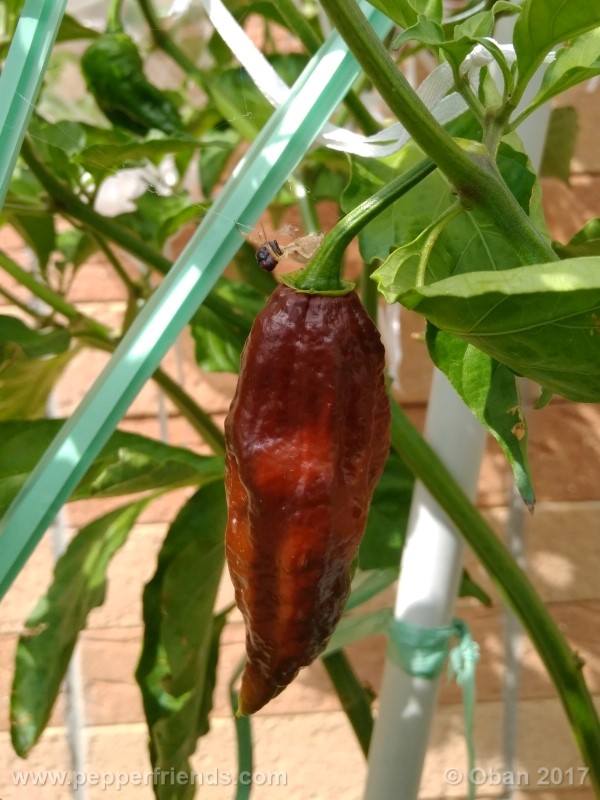 bhut-jolokia-chocolate_003_frutto_14.jpg