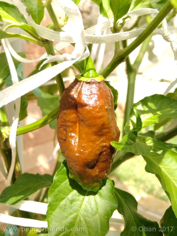 bhut-jolokia-chocolate_003_frutto_15.jpg