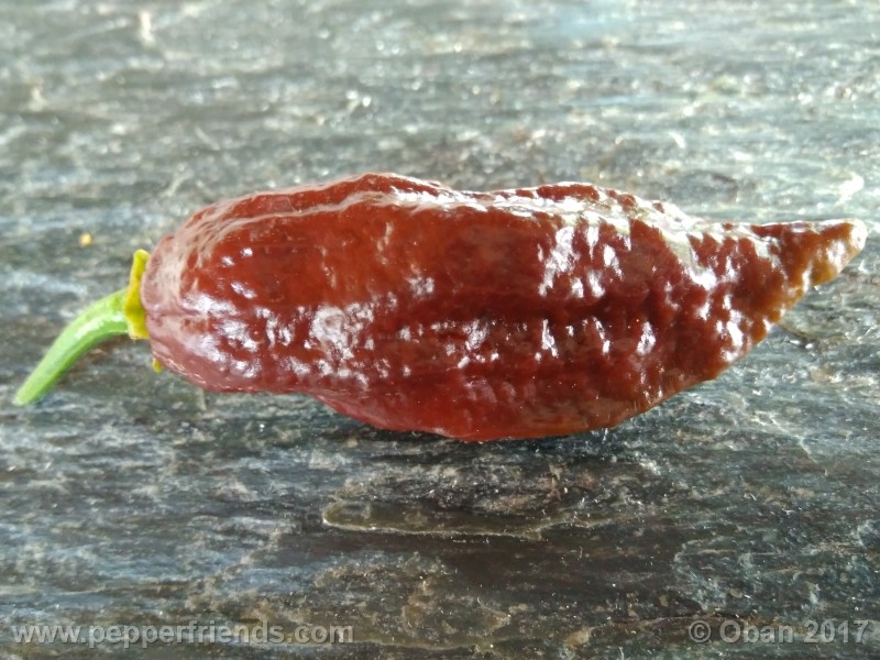 bhut-jolokia-chocolate_003_frutto_16.jpg
