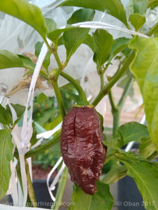 bhut-jolokia-chocolate_003_frutto_17.jpg