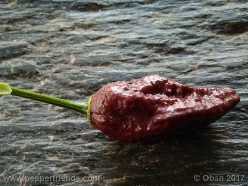 bhut-jolokia-chocolate_003_frutto_18.jpg