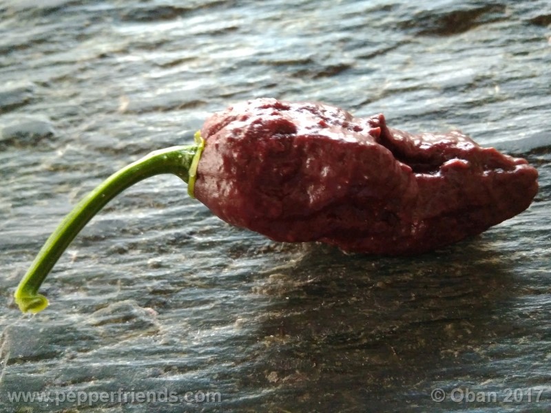 bhut-jolokia-chocolate_003_frutto_19.jpg