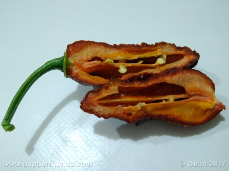 bhut-jolokia-chocolate_003_frutto_21.jpg