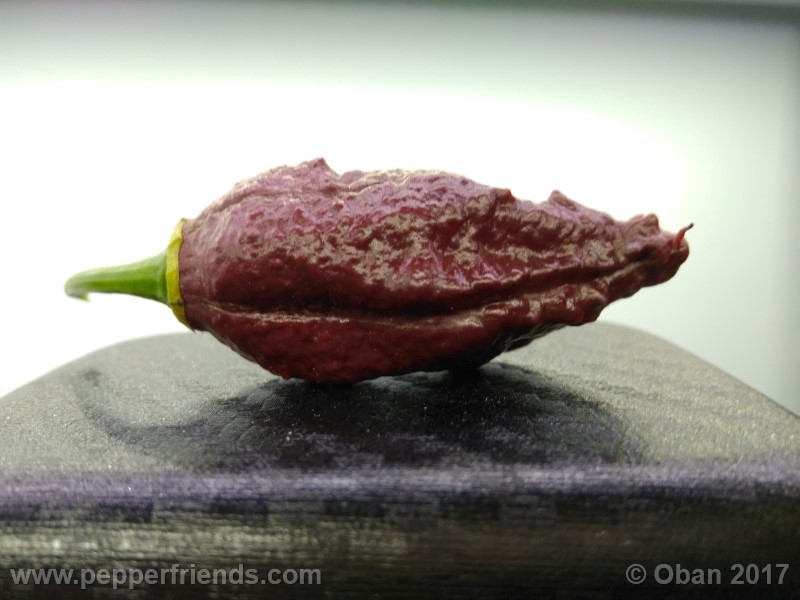 bhut-jolokia-chocolate_003_frutto_22.jpg