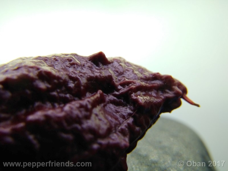 bhut-jolokia-chocolate_003_frutto_23.jpg