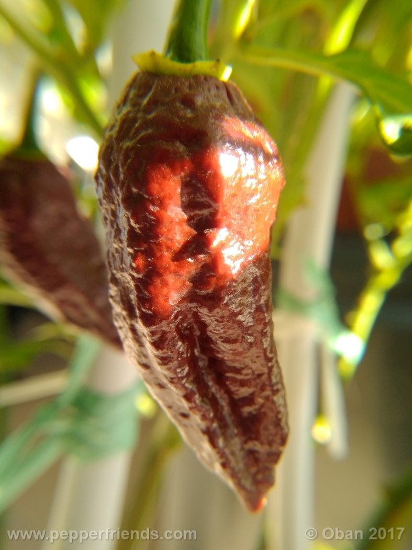 bhut-jolokia-chocolate_003_frutto_24.jpg