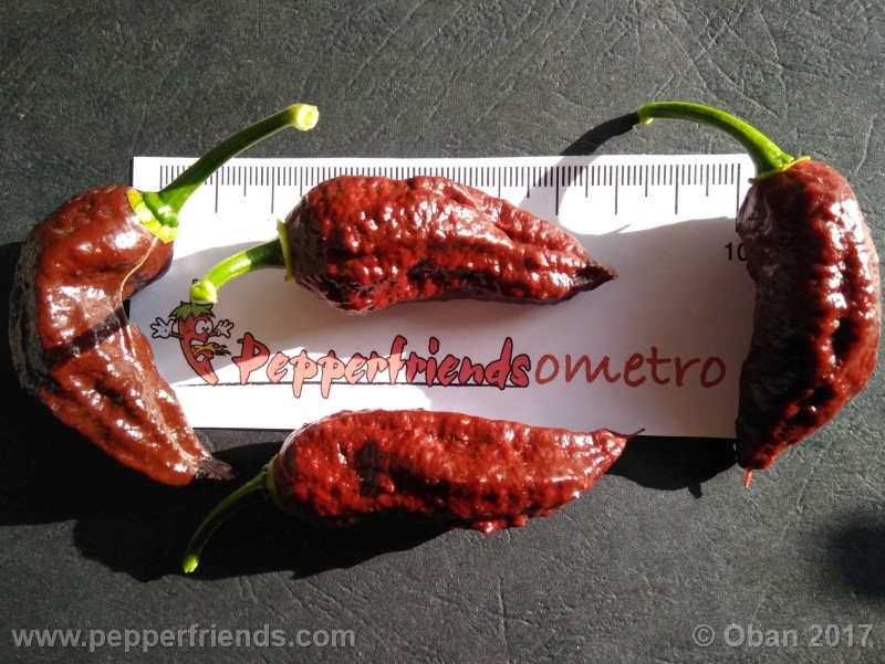 bhut-jolokia-chocolate_003_frutto_25.jpg