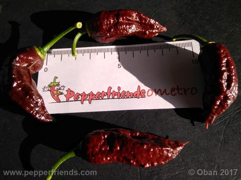 bhut-jolokia-chocolate_003_frutto_26.jpg