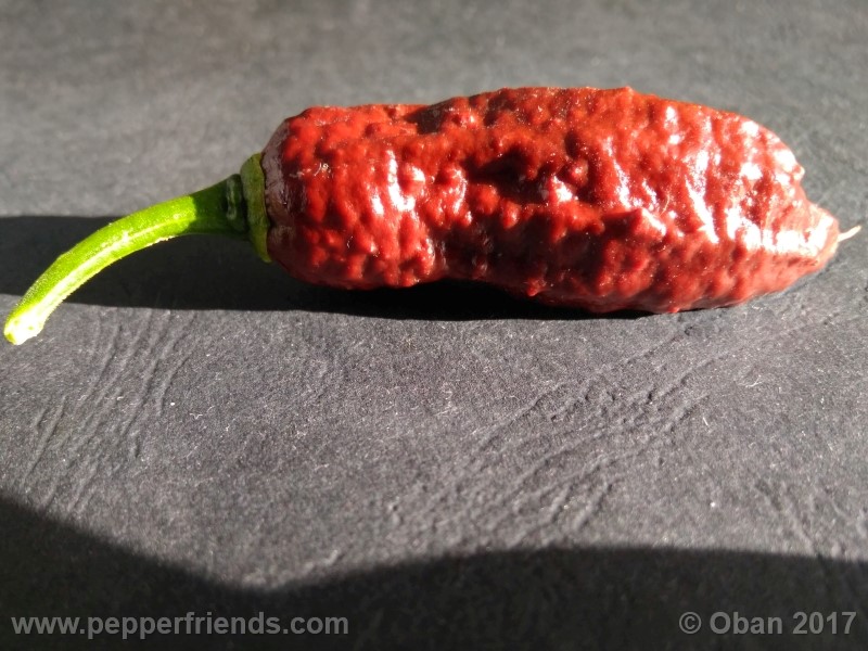 bhut-jolokia-chocolate_003_frutto_27.jpg