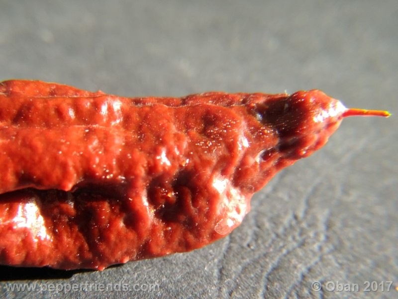 bhut-jolokia-chocolate_003_frutto_28.jpg