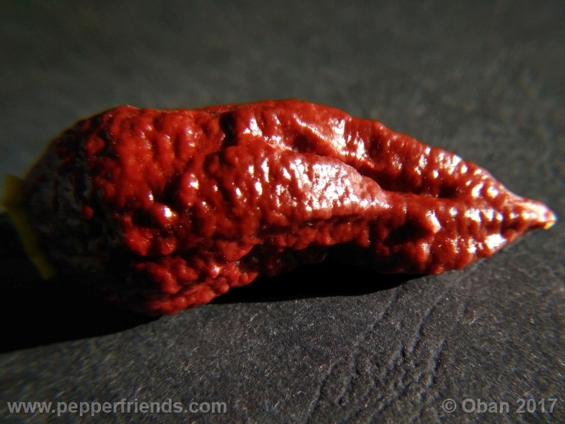bhut-jolokia-chocolate_003_frutto_29.jpg