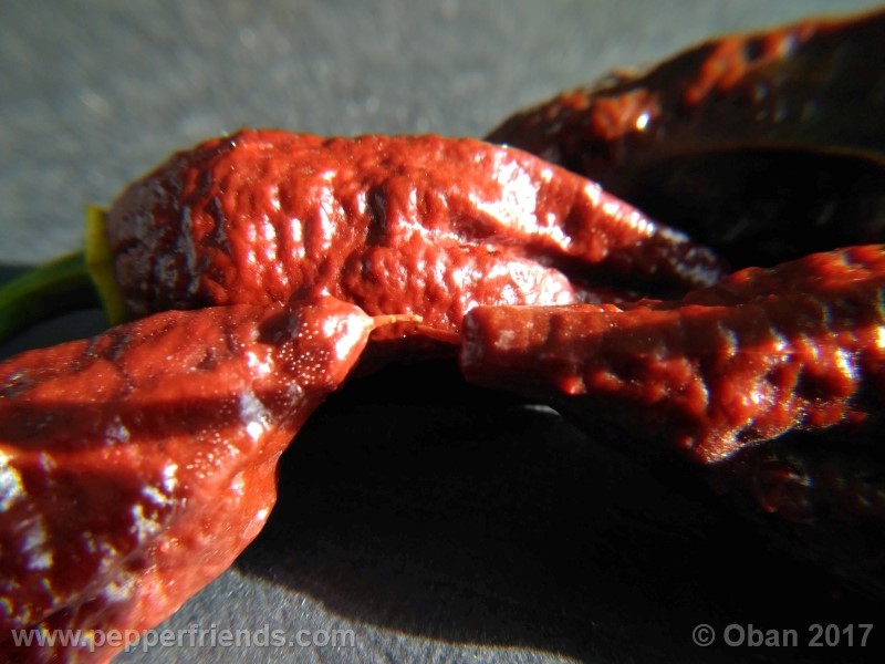 bhut-jolokia-chocolate_003_frutto_30.jpg