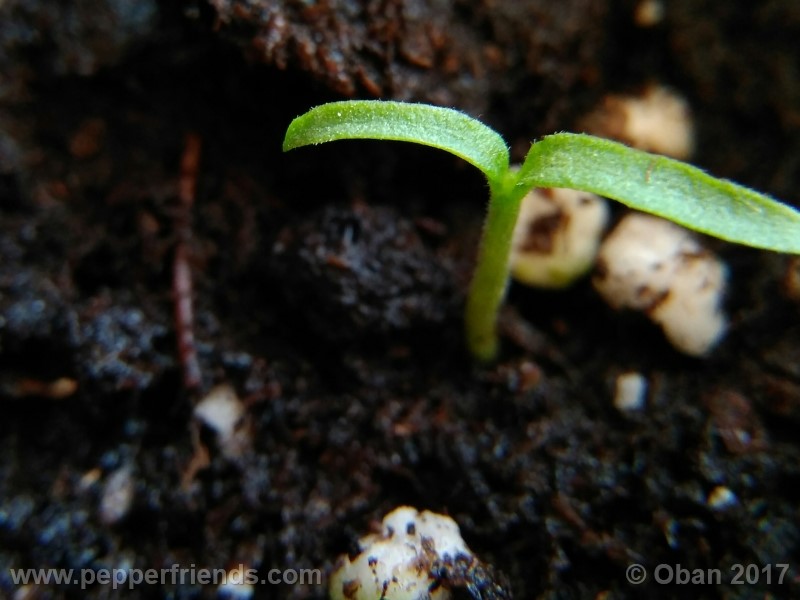 bhut-jolokia-chocolate_003_pianta_01.jpg
