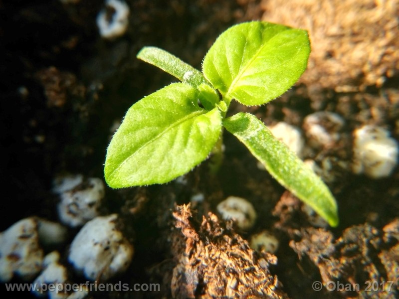 bhut-jolokia-chocolate_003_pianta_02.jpg