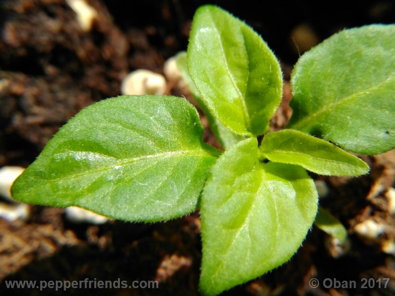 bhut-jolokia-chocolate_003_pianta_03.jpg