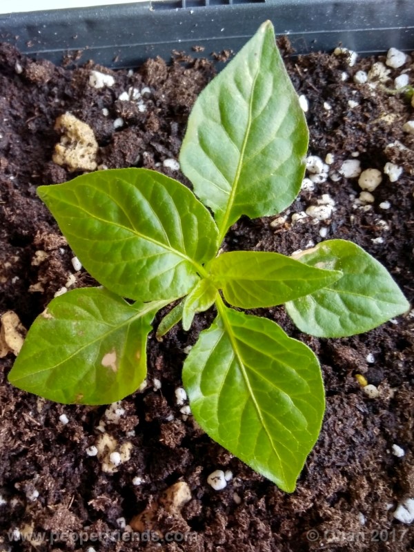 bhut-jolokia-chocolate_003_pianta_04.jpg
